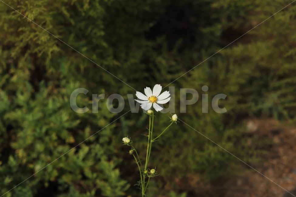 코스모스,꽃,가을,autumn,Flower,흰꽃,흰색,한송이,식물,자연,plants,nature,꽃,flower