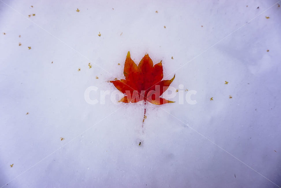 식물,잎,leaf,maple,자연,단풍