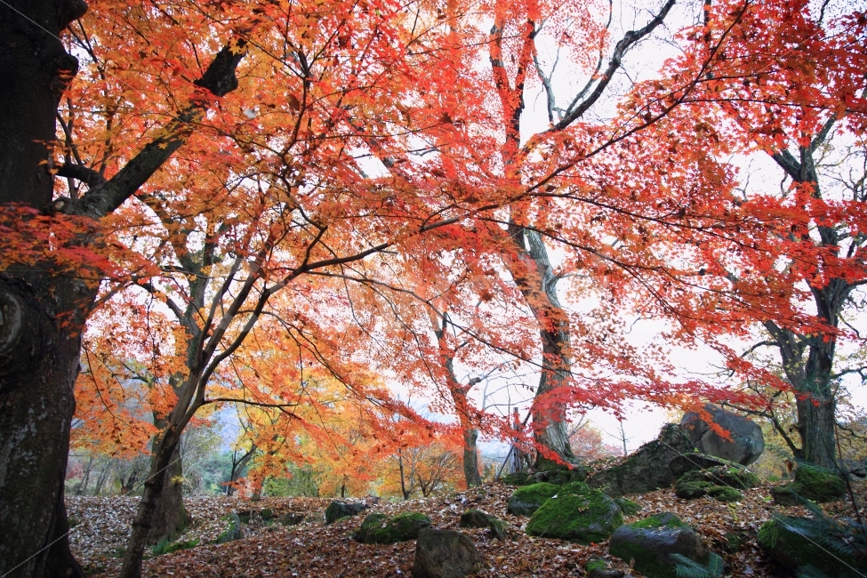 가을,단풍,가을풍경,단풍나무,배경,가을,계절,fall,autumn,season,자연,풍경,nature,landscape,한국자연풍경,한국자연경관,korea nature landscape,식물,plants,나무,trees,wood,tree,plant,maple,leaf,잎