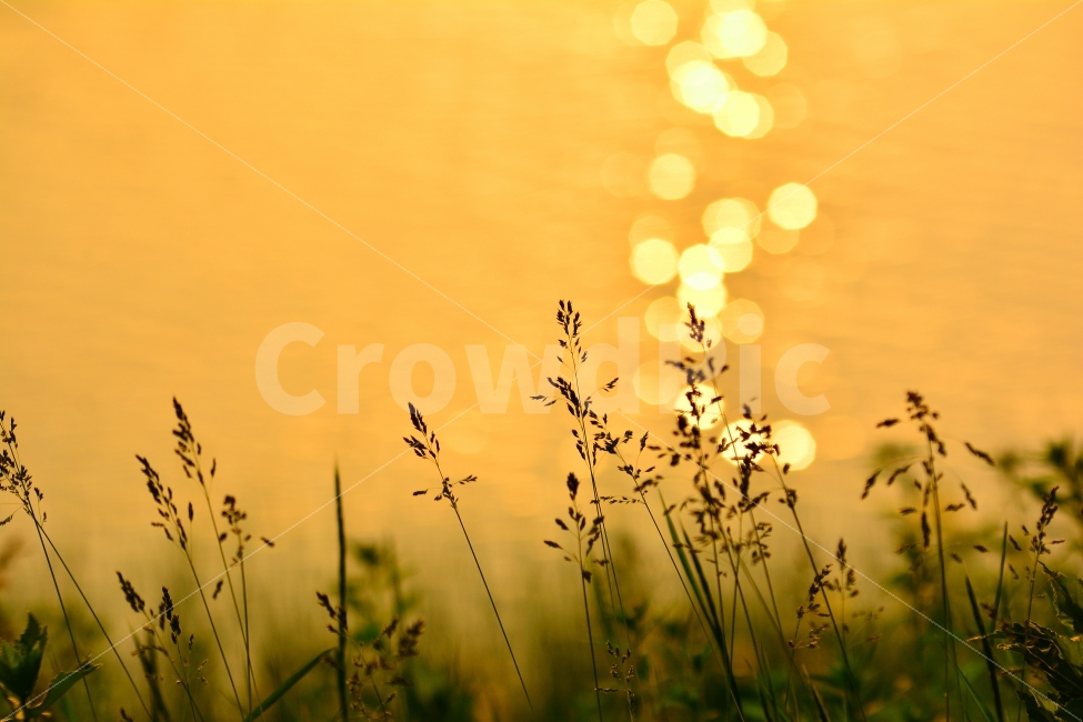 석양,노을,해질무렵,보케,감성,feel,background,water,reflection,반사,저녁무렵,빛,배경흐림,아웃포커스,분위기,필,느낌,감정,바라보다,물결,호숫가,노랑색,따스한,모바일,홈페이지,사보,카다로그,포토에세이,편집,출판,서적,책자,웹,콘텐츠,마케팅,가을,시즌,계절,잔잔함,sunset,lake,outfocus,아름다움,서정,풀잎,씨앗,바람결,들풀,하늘거리다,미풍,여운,바탕,배경,시안,디자인,뉴스레터,잡지,광고,홍보,실사,물가,강변,자연,풍경,nature,landscape,휴식,힐링,rest,relaxation,healing,감성,sensible,feeling,light,flare,플레어,sunlight,햇빛
