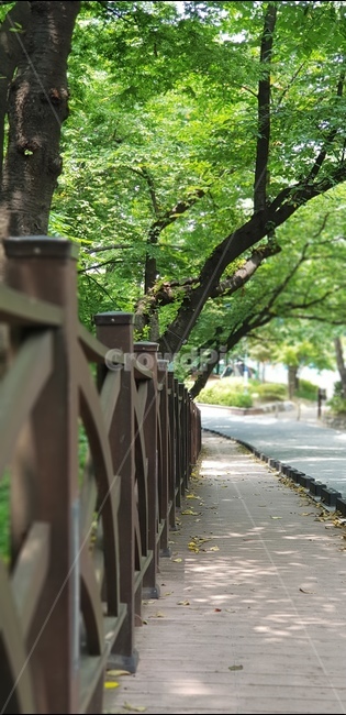 인천,나무,여름나무,나무옹이,숲길