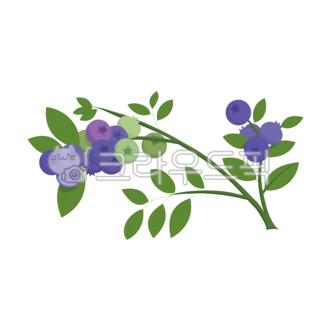 fruit,blueberry,berry,branch,hanging,leaf,leaf,leaf,before harvest,plant,illustration,clip art,design,graphic,cute