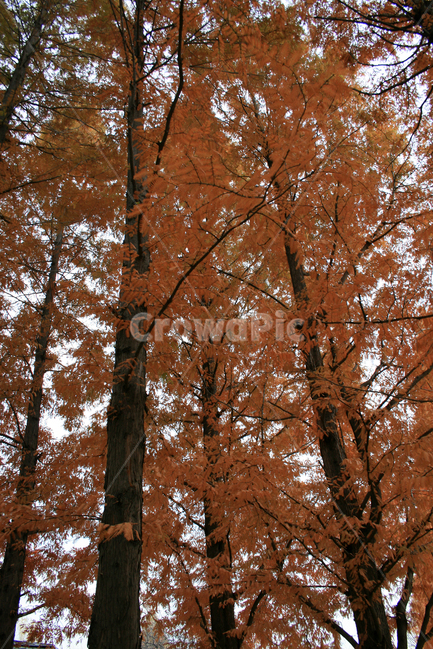 메타세콰이어,낙우송,가을,나뭇잎,단풍,나무,식물,plants,nature,가을,계절,fall,autumn,season,식물,자연,plants,nature,나무,trees,wood,tree,plant,maple,leaf,잎