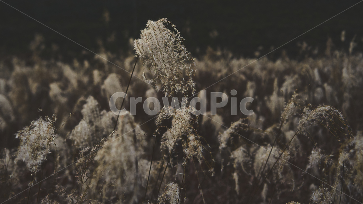갈대,갈대밭,군림지,grass,plant,식물,reed,잔디,lawn,식물,자연,plants,nature