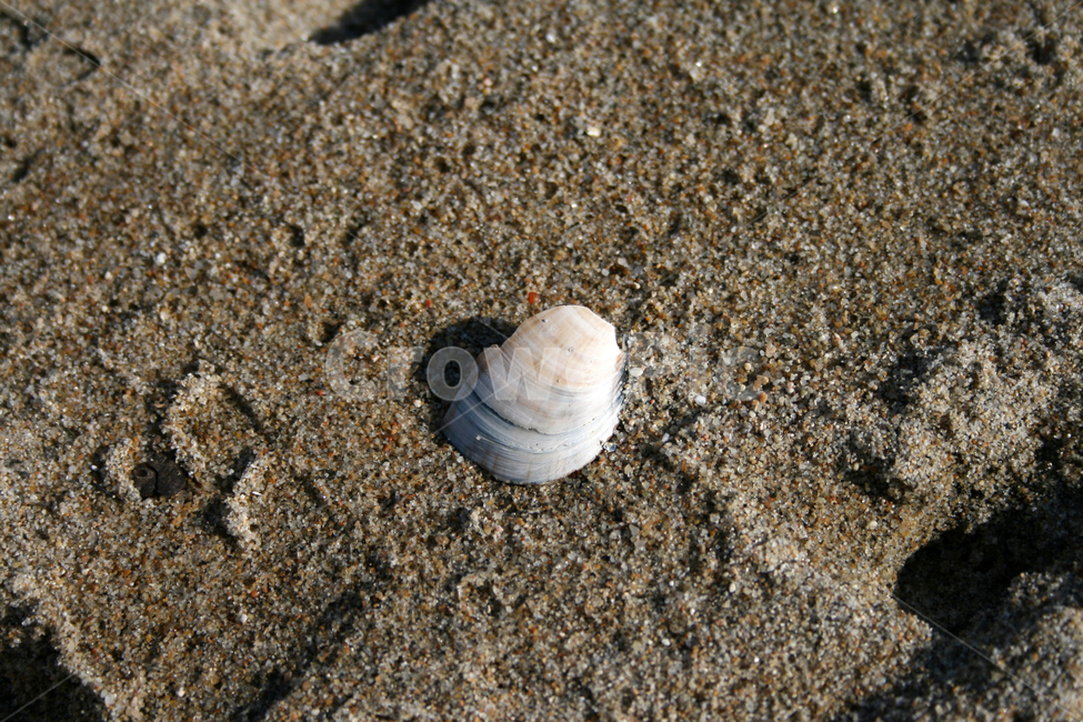 모래,조개,어패류,해변,모래사장,해변,바다,beach,sea
