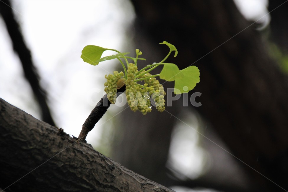 은행나무수꽃,은행나무,ginkgo,은행꽃,공손수,식물,자연,plants,nature