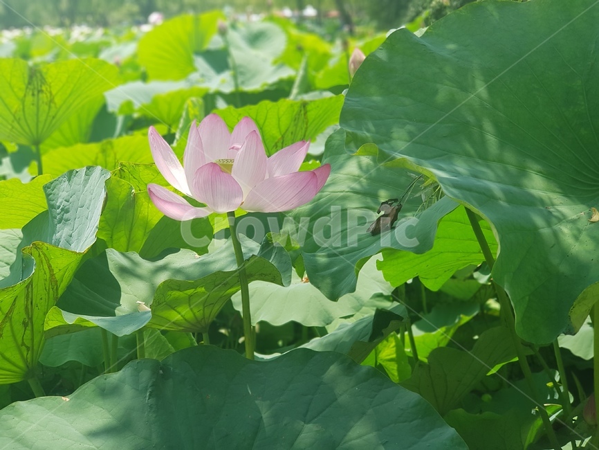 연꽃,꽃,여름꽃,뿌리,연근,식물
