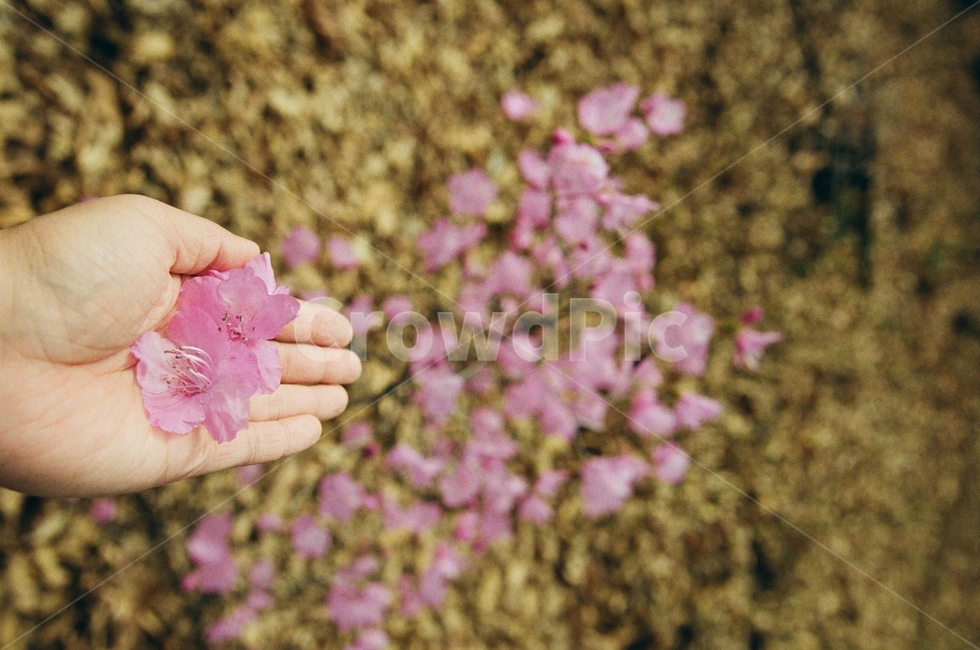 봄,봄꽃,꽃한송이,필름사진,진달래꽃,봄,계절,spring,season,blossom,꽃,petal,꽃잎,flower,plant,식물