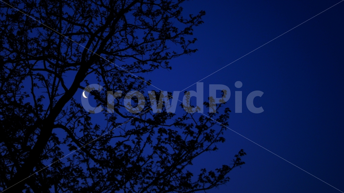 달,그믐달,밤하늘,나무,비네팅,밤,하늘,자연,풍경,nature,landscape,식물,plants,야경,밤,nightscape,night,silhouette,실루엣,outdoors,옥외