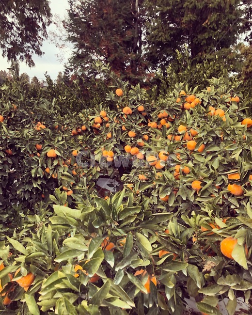 귤,제주,자연,수확,이색,식물,자연,plants,nature,과일,열매,fruit