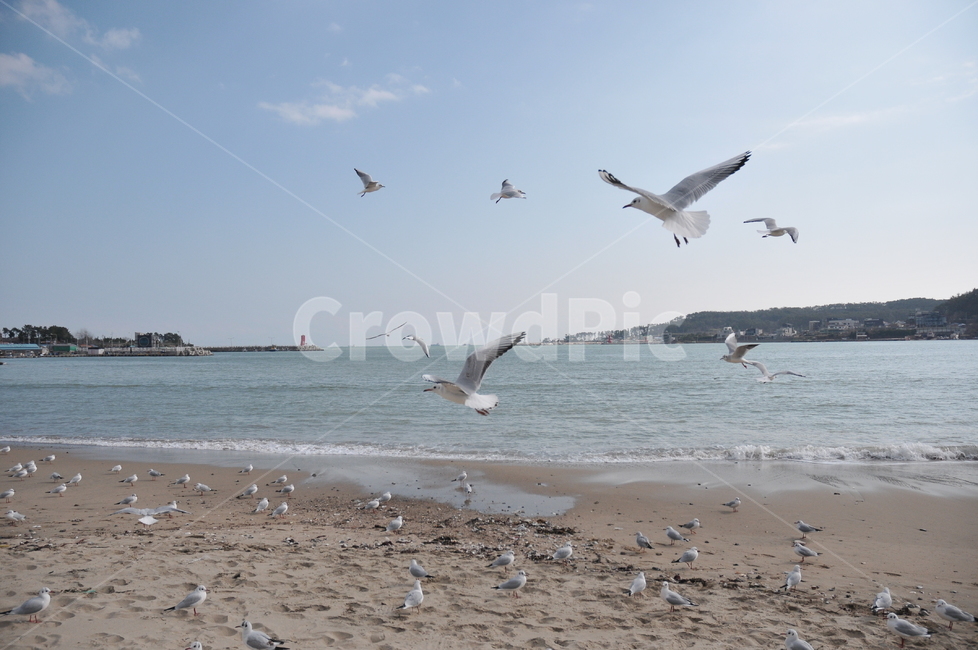 바닷가,갈매기,백사장,해수욕장,새,조류,동물,바다,파도,해변,동물,animal,조류,새,birds