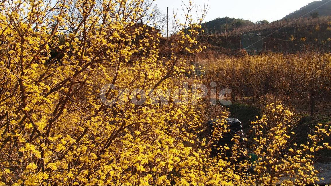 산수유,구례,산수유시목지,봄,봄소식,봄,계절,spring,season,식물,자연,plants,nature,꽃,flower,plant