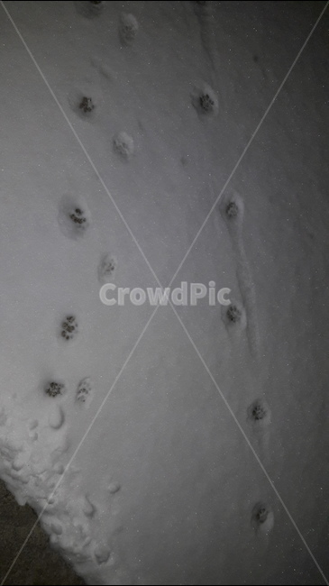 cat footprints,snow,cat,footprints