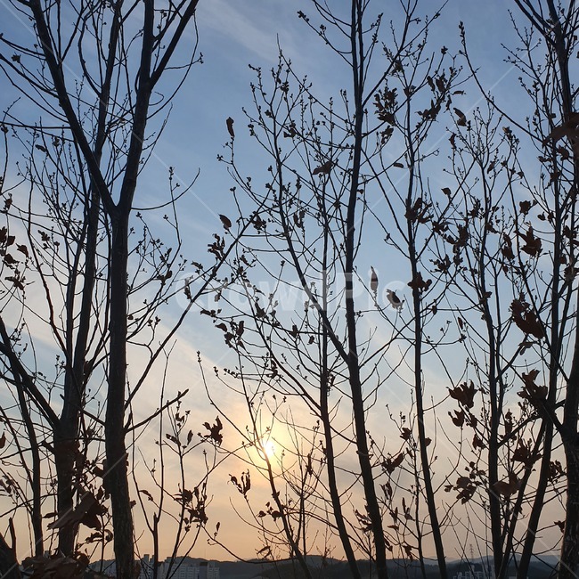 자연,nature,실루엣,나무,outdoors