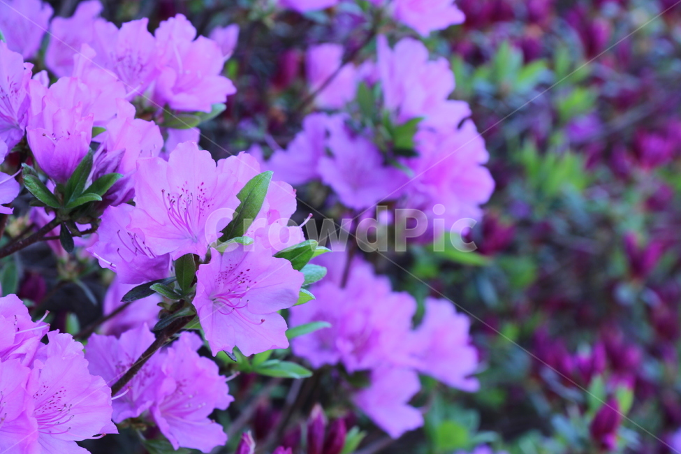 꽃,보랏빛,차가운,봄,밝은,flower,violet,cool,spring,bright
