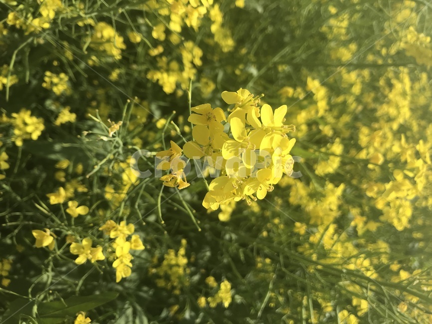 유채꽃,노란꽃,꽃,자연,풀,식물,자연,plants,nature,꽃,flower