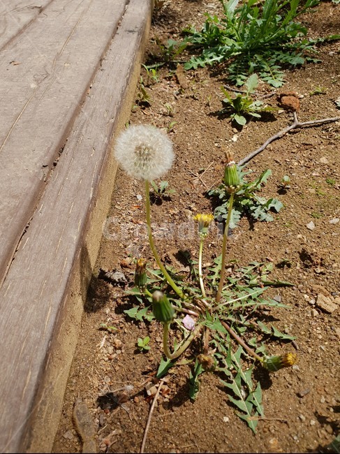민들레,할미꽃,민들레홀씨,할머니,늙음,나이듬,봄,봄꽃,흩날릴것같은,실버,화이트,봄날,꽃,자연,꽃한그루,하얀민들레