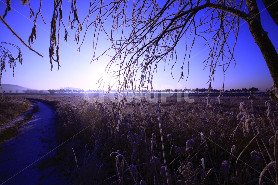 자연,갈대,일출,안개,여명,겨울,계절,winter,season,자연,풍경,nature,landscape,plant,식물,grass,잔디