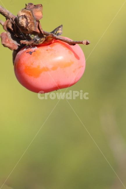 감,반시감,홍시,가을,persimmon,fruit,가을,계절,fall,autumn,season,과일,열매,fruit,plant,식물,food,음식