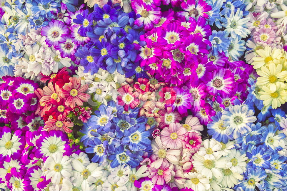 꽃,패턴,꽃패턴,컬러,color,봄,봄꽃,식물,자연,plants,nature,꽃,flower