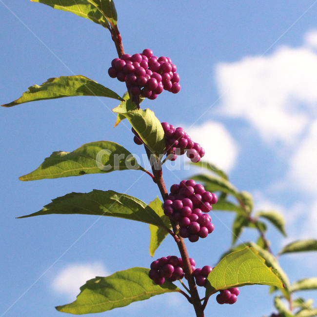 열매,하늘,구름,보라,여름,식물,자연,plants,nature,과일,열매,fruit