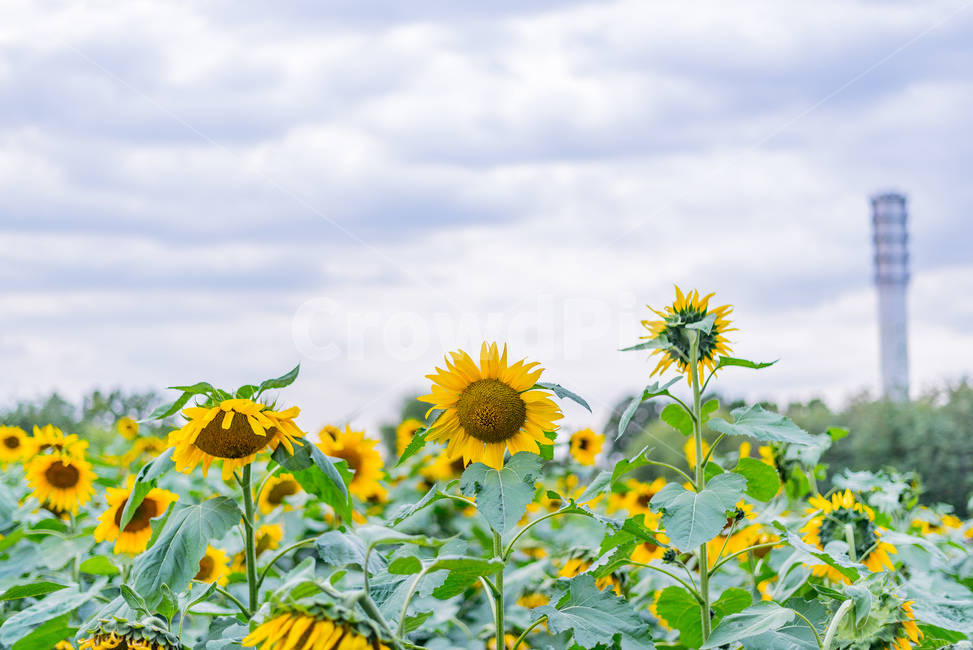 plant,식물,꽃,flower,해바라기,sunflower,가을,색감,fall,감성,여름,계절,summer,season,식물,자연,plants,nature,꽃,flower,blossom