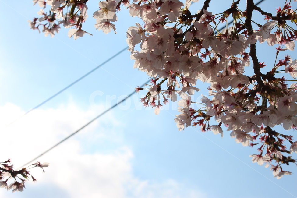 벚꽃,햇살,봄,하늘,풍경,만개,낮,배경,나뭇가지,꽃,꽃봉오리,하얀,구름,cherryblossom,sunshine,spring,sky,landscape,fullbloom,daytime,background,branch,flower,bud,white,cloud