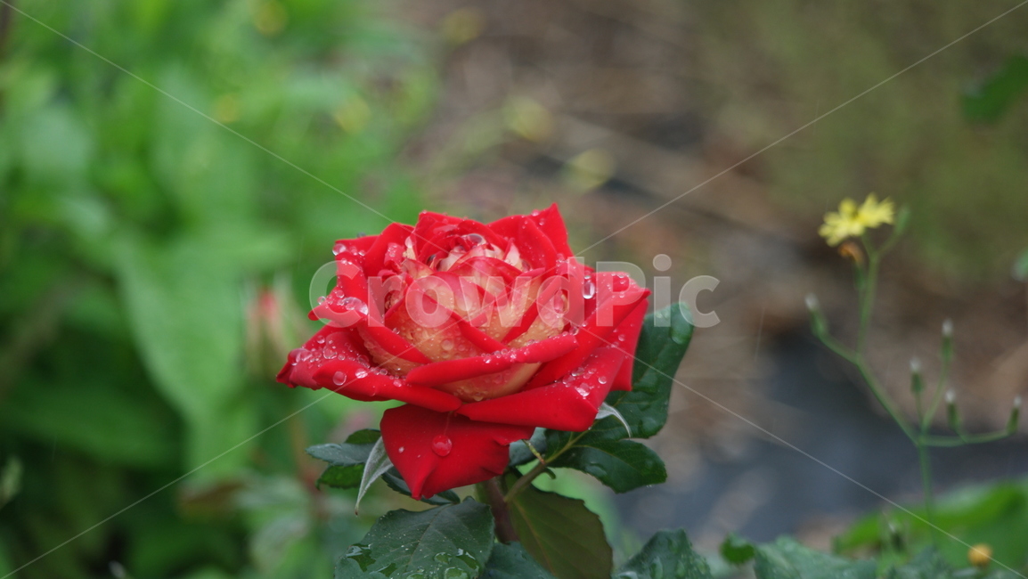 장미꽃,장미,장미원,로즈,로즈가든,식물,자연,plants,nature,꽃,flower