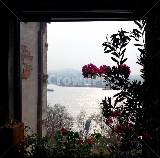 로맨틱,강,꽃,물결,여유,힐링,식물,자연,plants,nature,꽃,flower