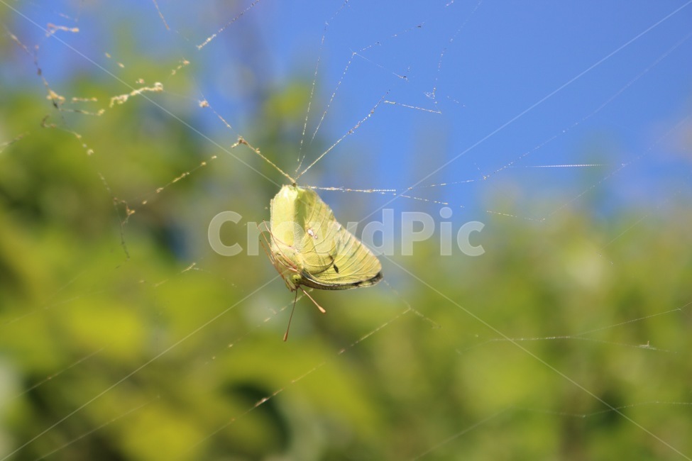 거미줄,나비,먹이,먹이사슬,곤충,동물,하늘,식물,파랑,초록,여름,spiderwep,butterfly,chou,insect,konchuu,animal,doubutsu,sky,sora,plants,shokubutsu,blue,ao,green,midori,summer,natsu,노랑,yellow,kiiro,죽음,death,shi,동물,animal,곤충,벌레,insect,bug
