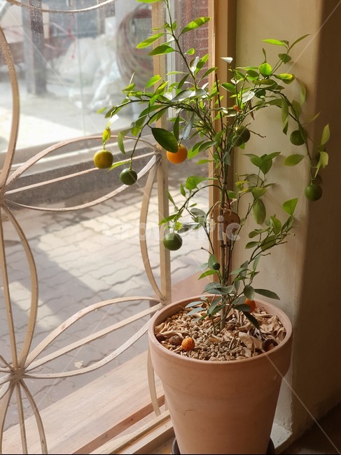 plant,식물,화분,열매,실내,실내용화초,화분,화초,house plant