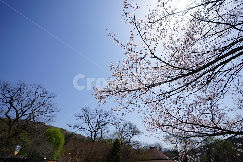 하늘,나무,잎,구름,풍경,풍경사진,그린,블루,색감,자연,감성,수목원,식물,tree,봄,계절,spring,season,식물,자연,plants,nature,나무,trees,wood,plant