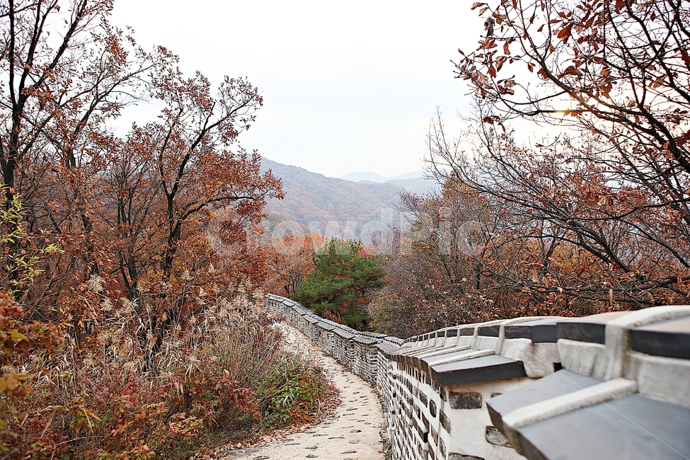 남한산성,성,성곽,단풍,낙엽,길,둘레길,담,돌담,가을,자연,풍경,벽,울긋불긋,산성,식물,가을,계절,fall,autumn,season,한국전통,한국문화,korean traditional,korean culture,tree,나무,plant