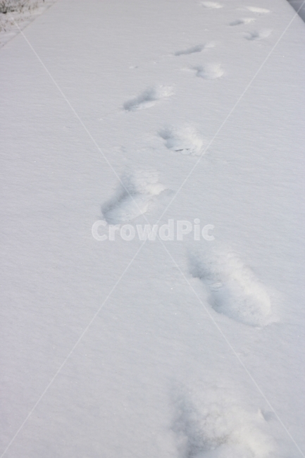 눈,눈길,발자국,겨울,풍경,눈밭,폭설,흰색,흰눈,겨울사진,snow,white,trace,흔적,겨울,계절,winter,season