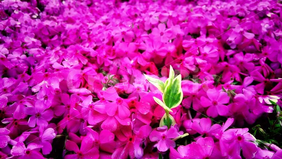 꽃잔디,꽃,잎사귀,시흥갯골생태공원,흐드러지다,식물,자연,plants,nature,꽃,flower