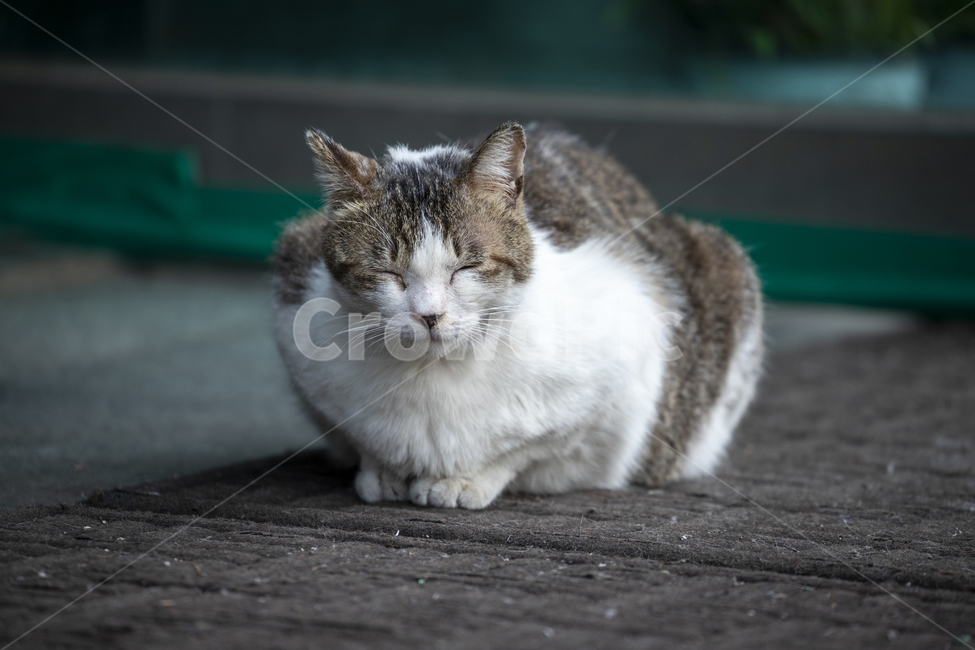 고양이,길냥이,cat,냥이,동물,동물,animal,포유류,mammal,고양이,cat,kitten,kitty