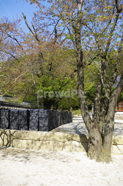 나무,식물,plant,건축,사찰,절,담장,자연,풍경,nature,landscape,outdoors,옥외,tree,building,건물,tree trunk,나무 줄기