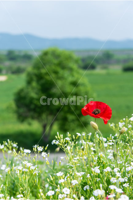 Gypsophila,poppy,may,early summer,In May,tree,summer,red flower,flower,poppyflower,sight,redflower