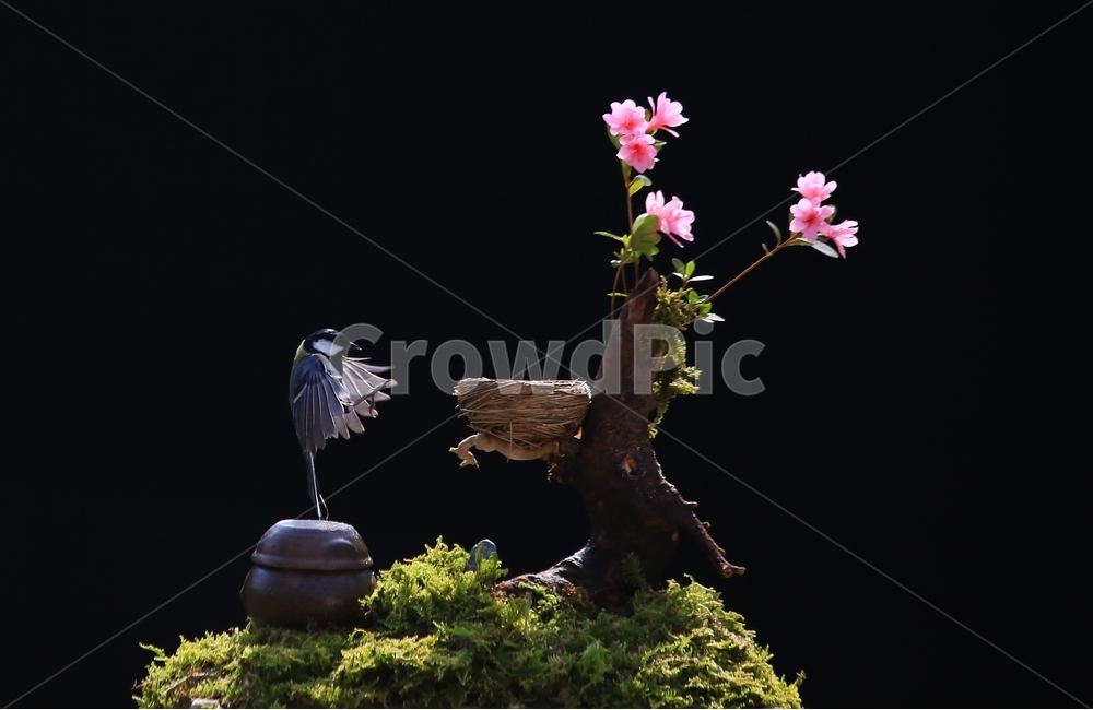 plant,식물,animal,동물,bird,새,새집,동박새,이끼,항아리,철쭉,철쭉꽃,식물,자연,plants,nature,꽃,flower,동물,animal,조류,새,birds