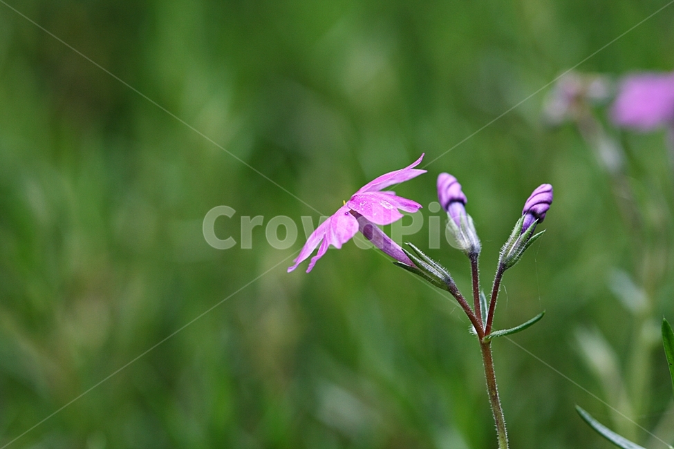 꽃,봄,식물,아름답다,플라워,공원,식물,자연,plants,nature,꽃,flower