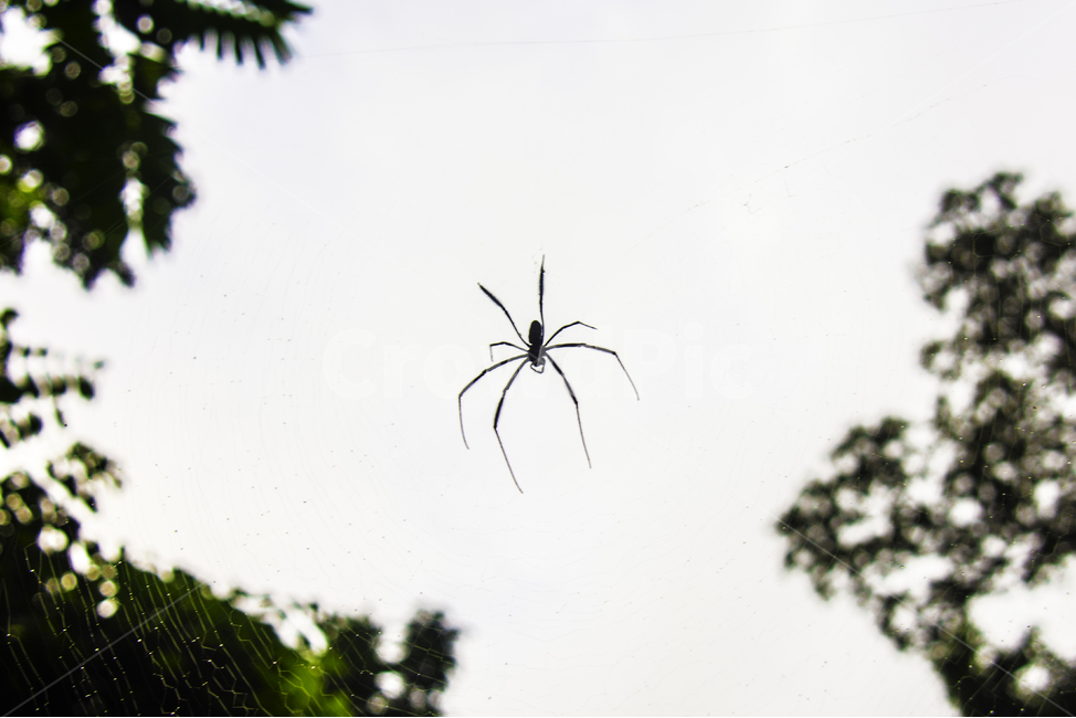 spider,거미,하늘,나무,sky,tree,야생,adventure,모험,곤충,벌레,insect,bug