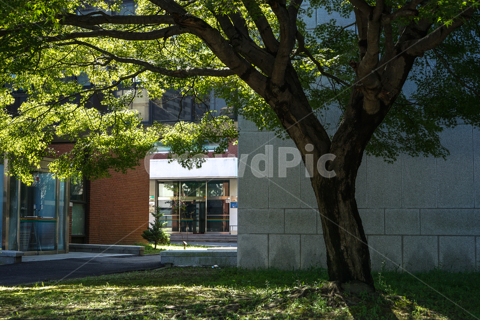나무,건물,햇살,문,잔듸밭,식물,자연,plants,nature,나무,trees,wood,건축물,건물외관,exterior,building,structure,architecture,construction
