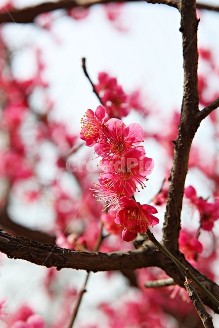 매화,홍매화,매화꽃,꽃,봄꽃,봄,식물,자연,공원,꽃잎,식물,자연,plants,nature,꽃,flower