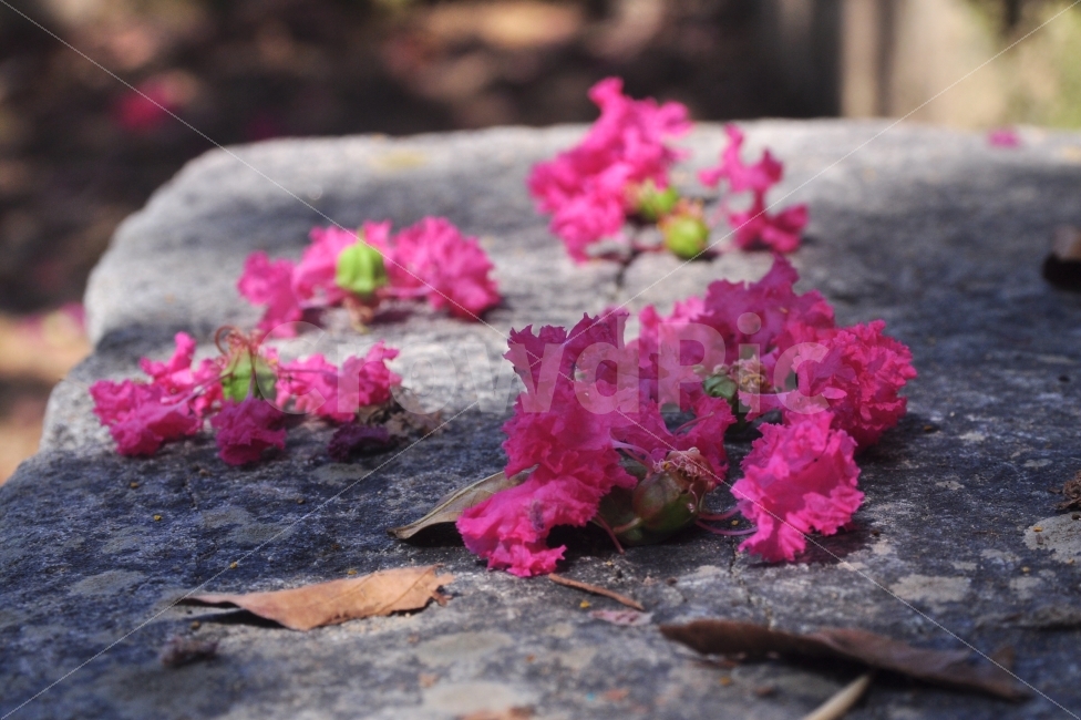 한여름,배롱나무,하목정,대구달성,꽃,식물,자연,plants,nature,꽃,flower