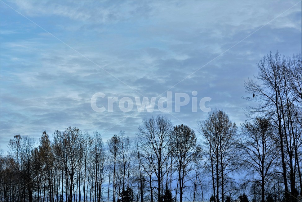 나무,숲,하늘,저녁,스산함,자연,풍경,nature,landscape,식물,plants,나무,trees,wood,tree,plant,outdoors,옥외