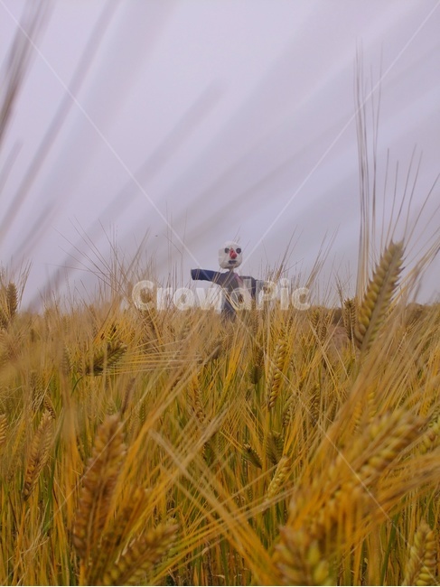 청보리,풍경,감성,바탕이미지,백그라운드,자연,시골,마을,풍경,landscape,country,rural,town,식물,자연,plants,nature,곡류,곡식,cereals