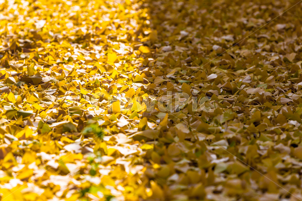 낙엽,단풍,가을,문양,무늬,그림다,대칭,가을,계절,fall,autumn,season,plant,식물,leaf,잎
