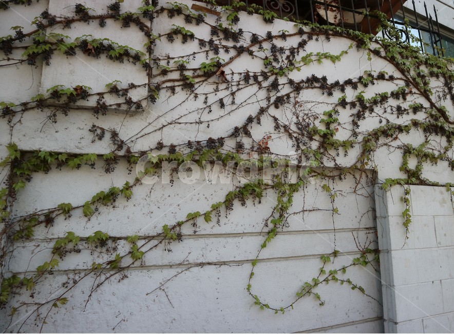 담벼락,벽,식물,넝쿨,흰색,식물,자연,plants,nature,건축물,건물외관,exterior,building,structure,architecture,construction