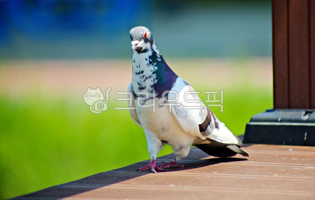 동물,새,조류,비둘기,흰비둘기,텃새,bird,animal,dove,pigeon