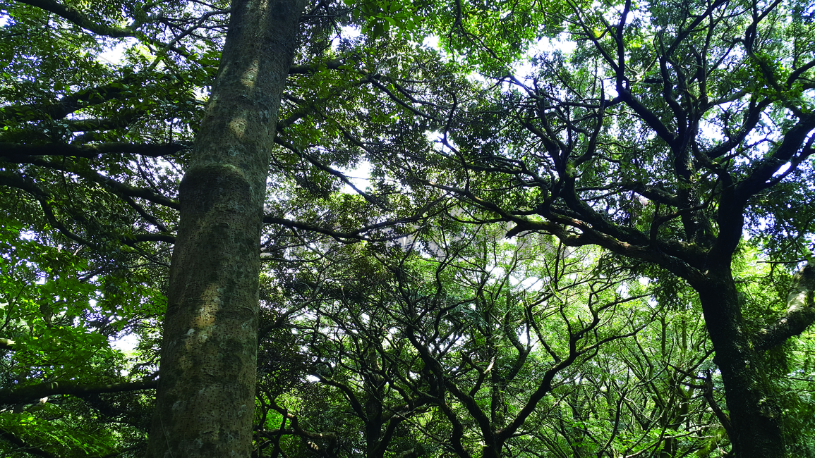 자연,풍경,숲,나무,식물,nature,tree,wood,green